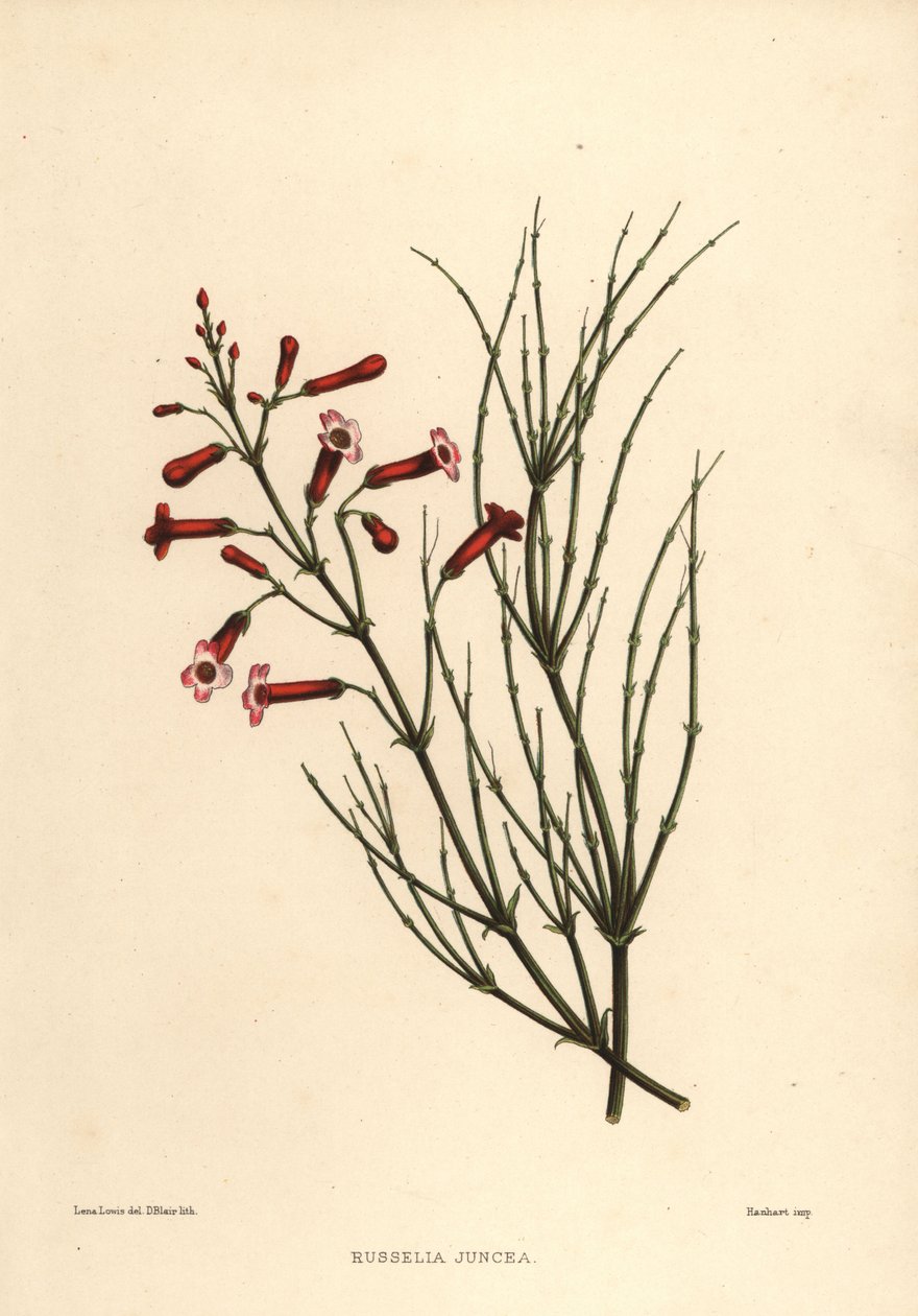 ファウンテンブッシュまたは爆竹の植物、Russelia equisetiformis（Russelia juncea） 作： 不明