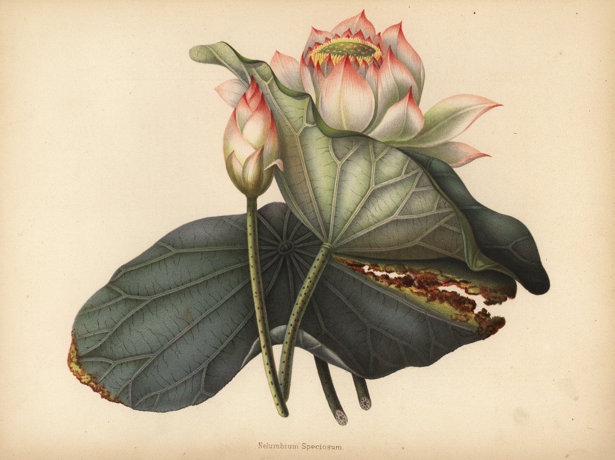 インドの蓮、Nelumbo nucifera（Nelumbium speciosum） 作： 不明