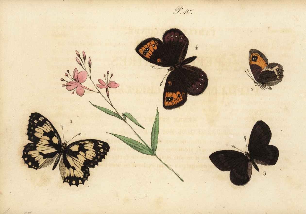 マーブルホワイト、Melanargia galathea 1、スペインの門番、Pyronia bathseba 2、アーモンドリングレット、Erebia alberganus 3、およびスプリングリングレット、Erebia epistygne4。Satyredemi-deuil、Satyre pasiphae、Satyre ce 作： 不明