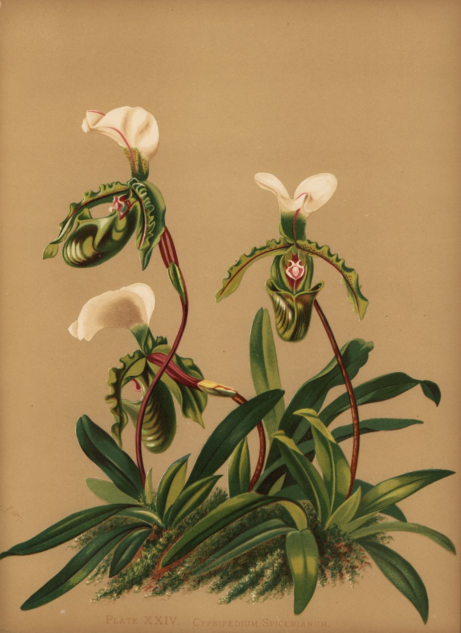 Paphiopedilum spicerianumオーキッド（Cypripedium spicerianum） 作： 不明