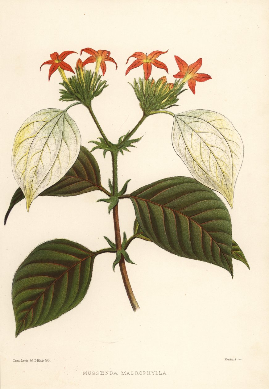 甘い根、Mussaenda macrophylla 作： 不明
