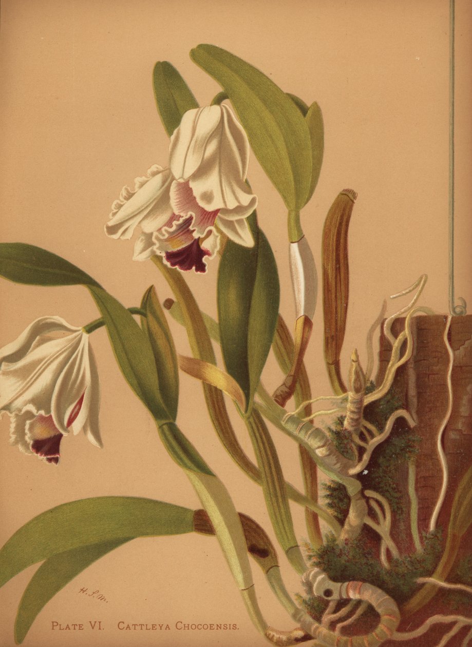 美しいカトレアまたはアズセナス、Cattleya quadricolor 作： 不明