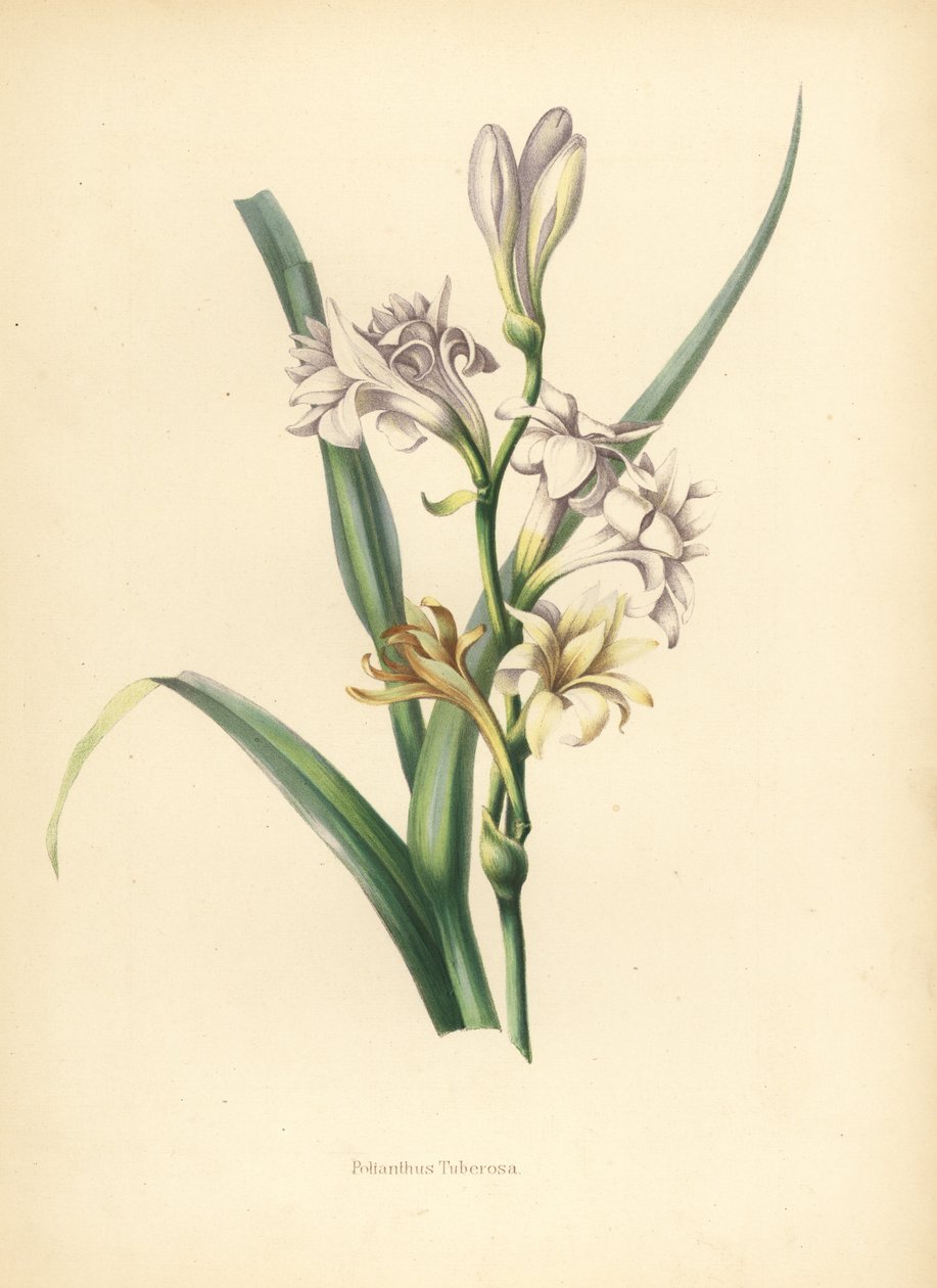 チューベローズ、Polianthes tuberosa（Polianthus tuberosa 作： 不明