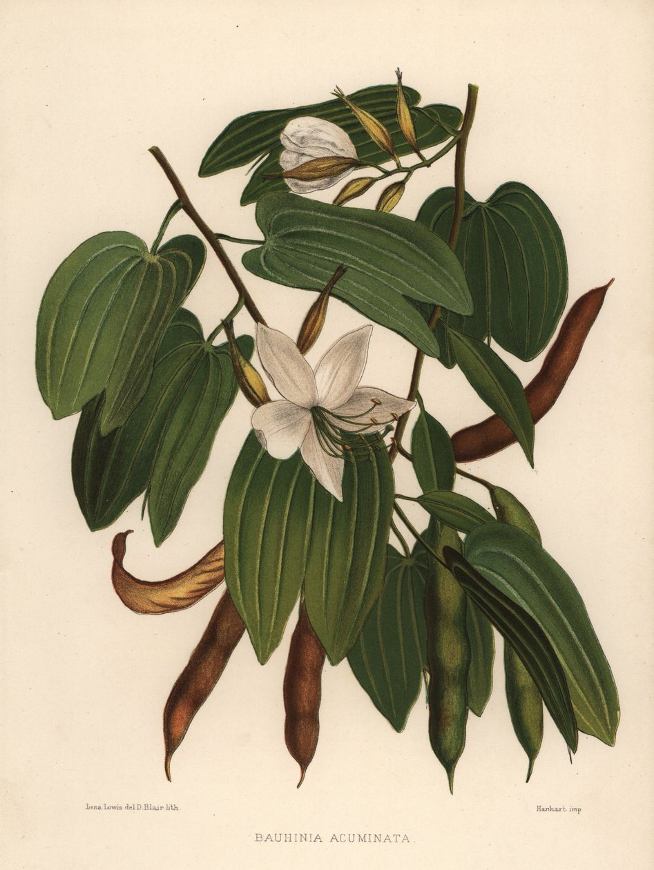 白い蘭の木、バウヒニアacuminata 作： 不明