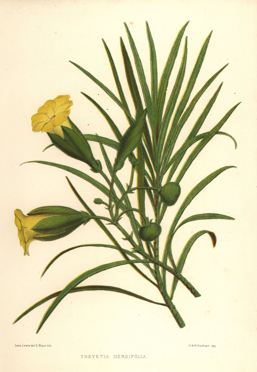 黄色のセイヨウキョウチクトウまたはラッキーナッツ、Thevetia nerifolia（Thevetia nereifolia） 作： 不明