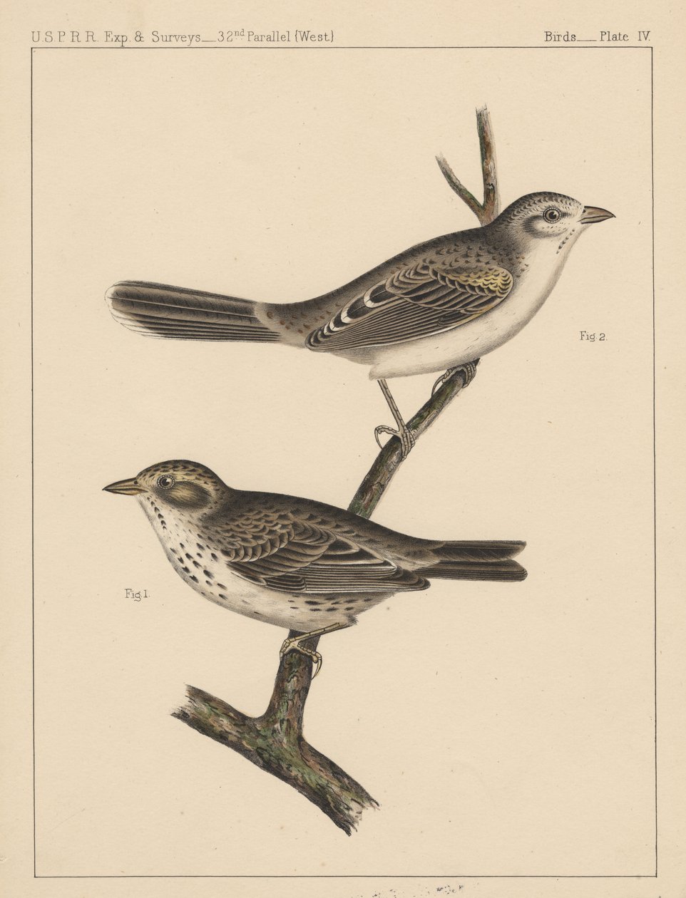 鳥、プレートIV、1855 作： アメリカの学校
