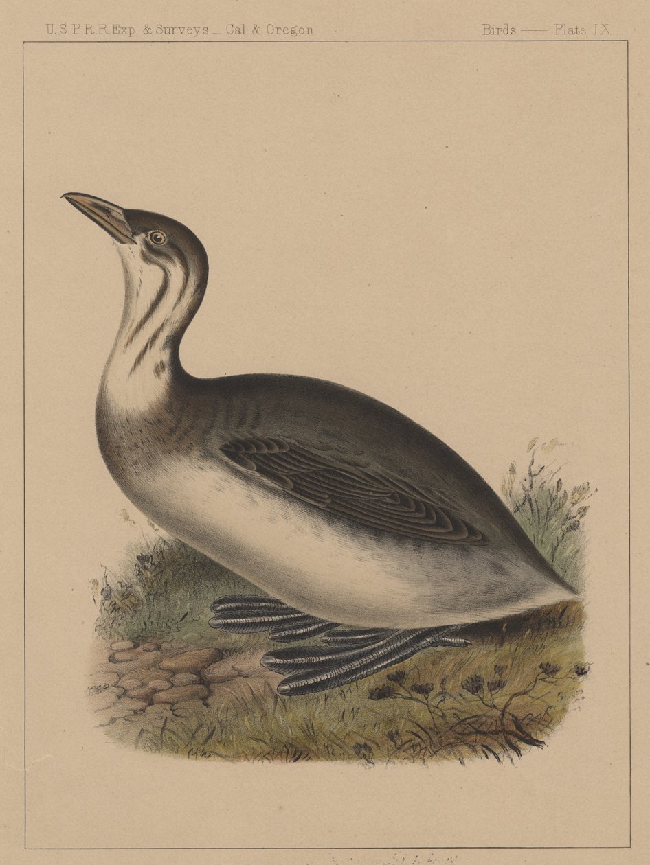 鳥、プレートIX、1855 作： アメリカの学校