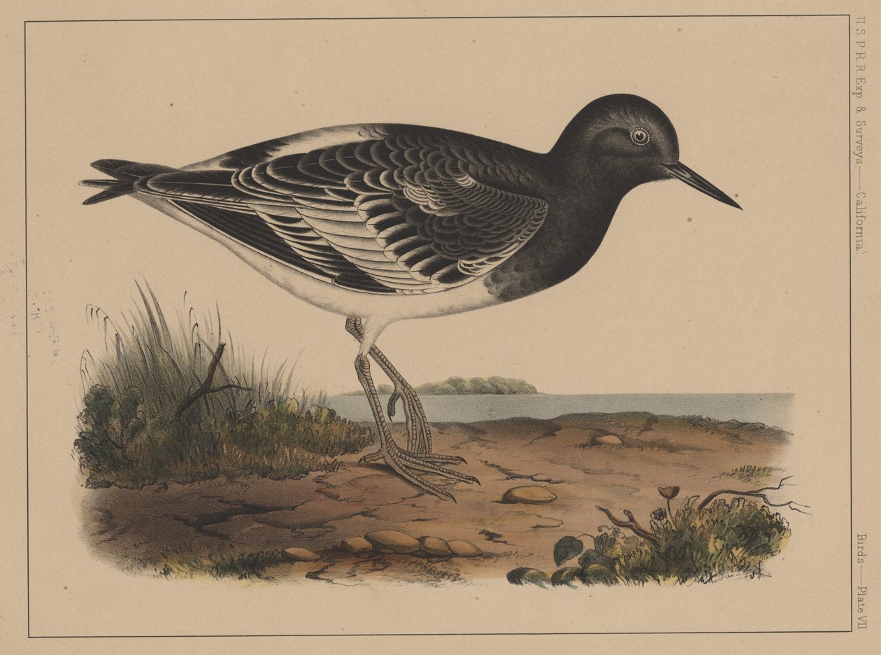鳥、プレートVII、1855 作： アメリカの学校