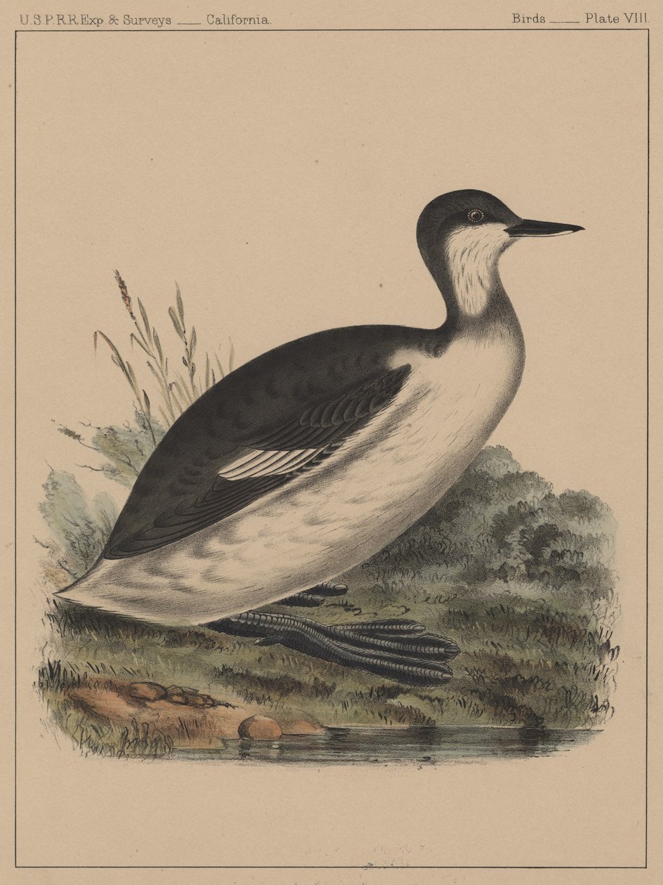 鳥、プレートVIII、1855 作： アメリカの学校