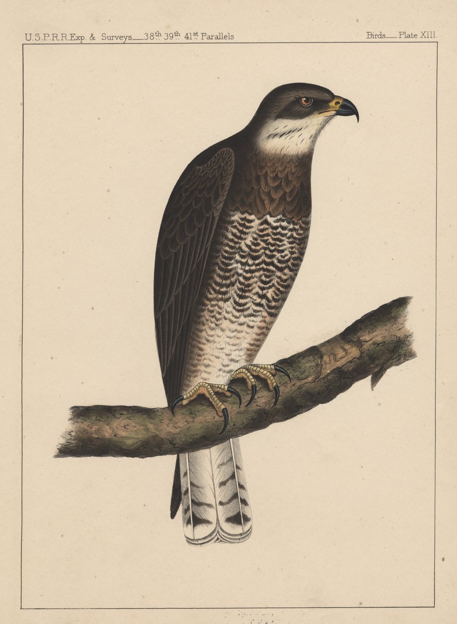 鳥、プレートXIII、1855 作： アメリカの学校