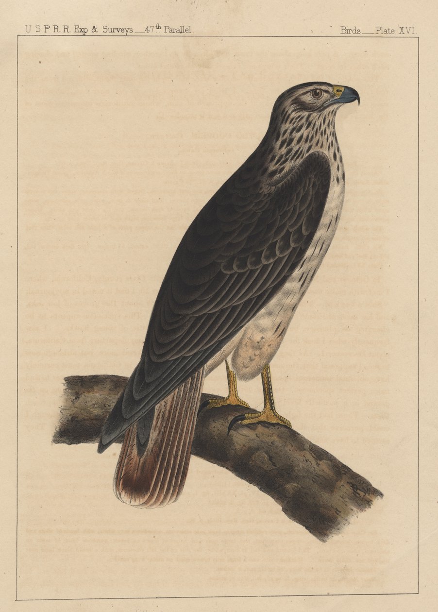 鳥、プレートXVI、1855 作： アメリカの学校