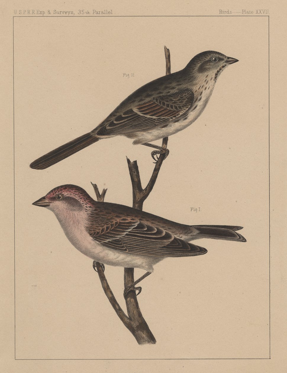 鳥、プレートXXVII、1855 作： アメリカの学校