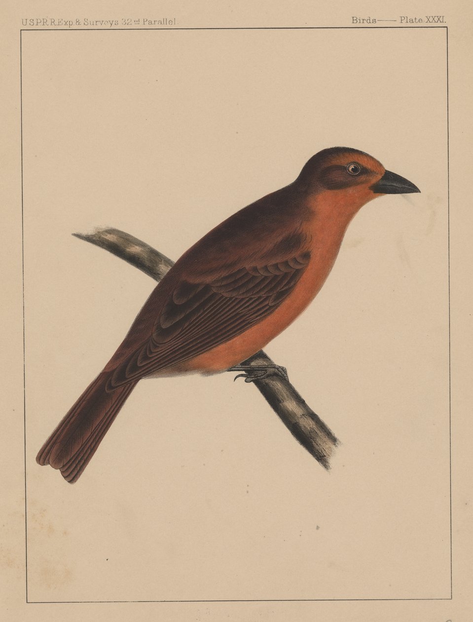 鳥、プレートXXXI、1855 作： アメリカの学校