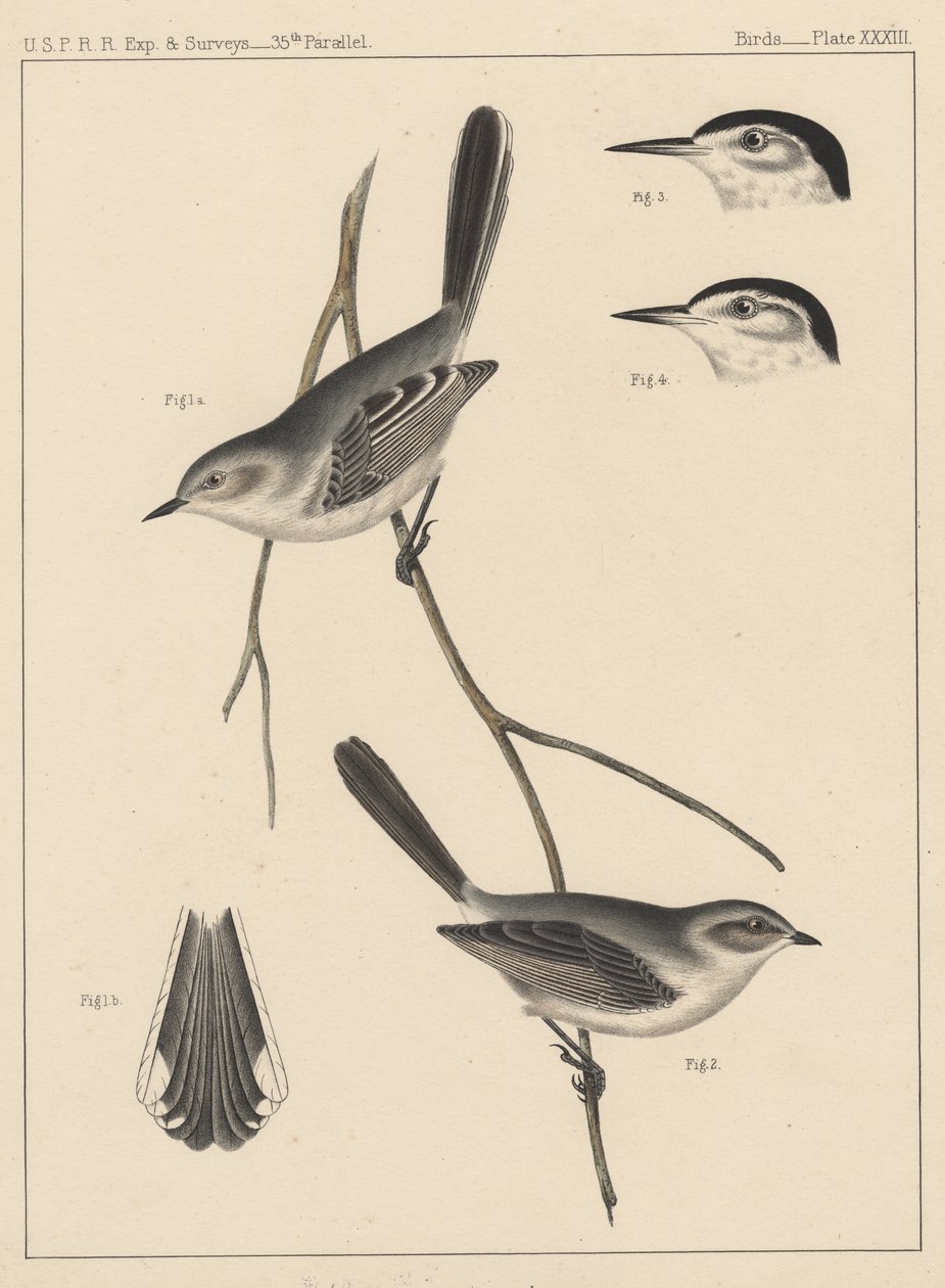 鳥、プレートXXXIII、1855 作： アメリカの学校