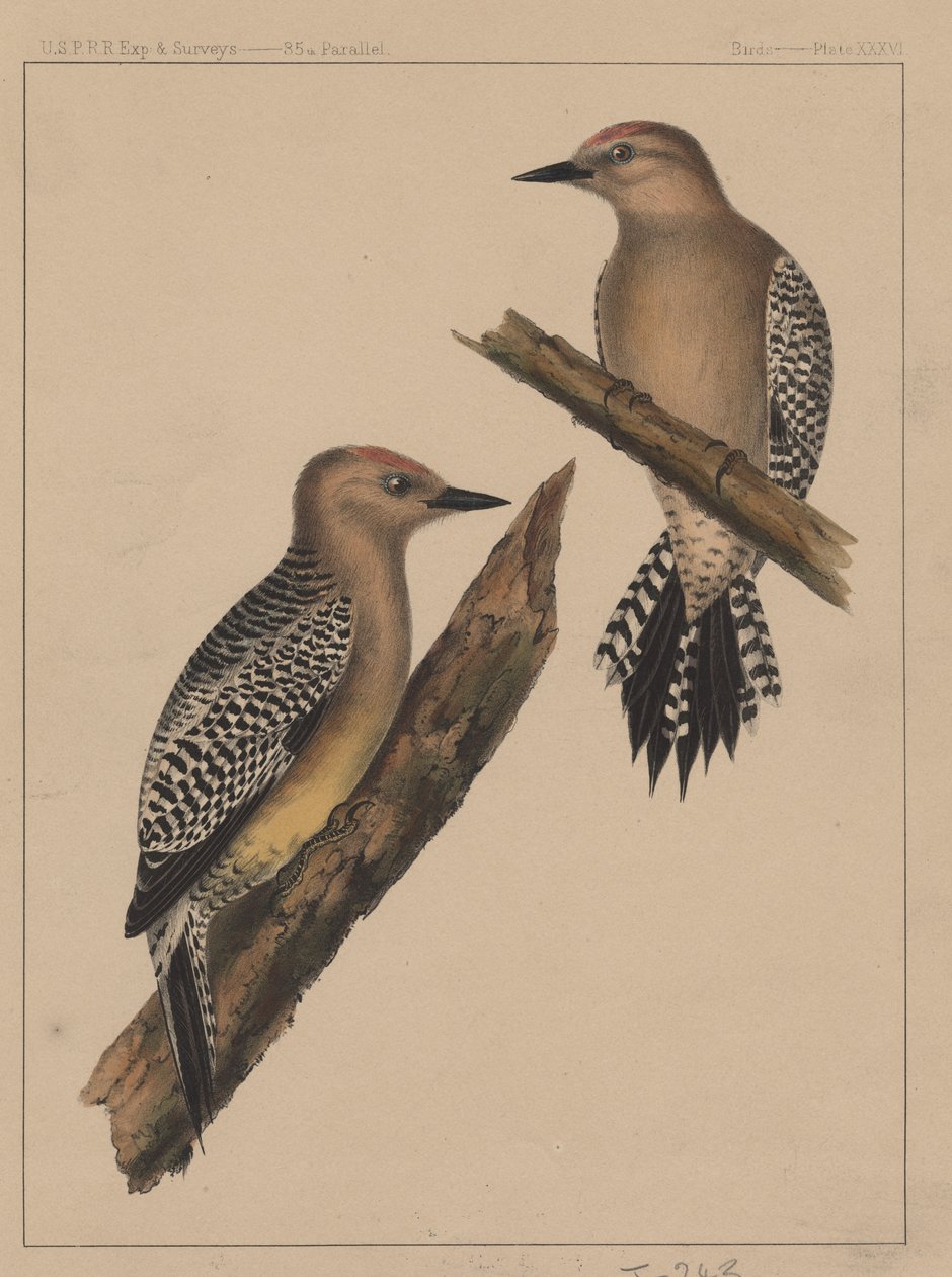 鳥、プレートXXXVI、1855 作： アメリカの学校