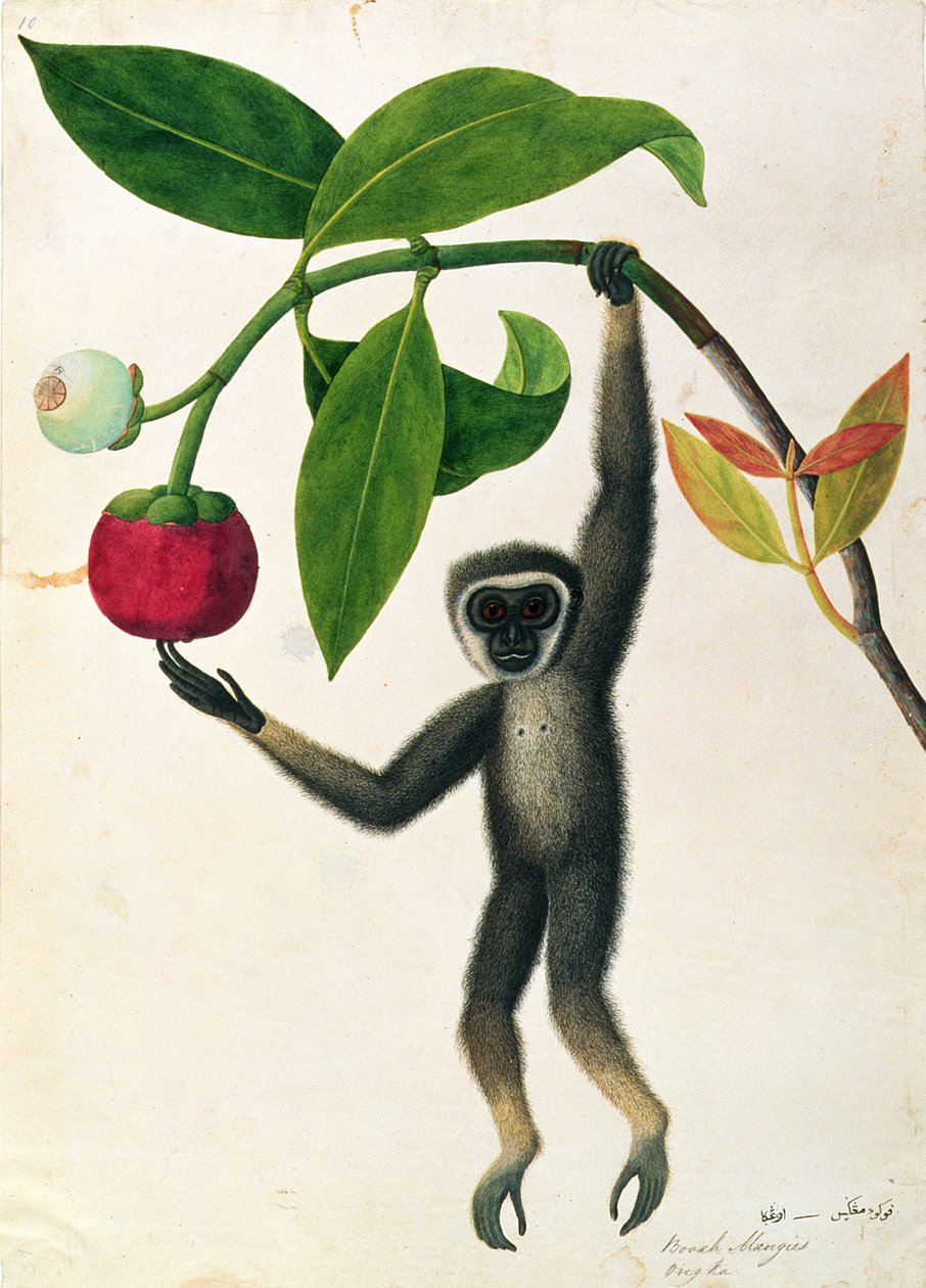 マラッカの動物、昆虫、爬虫類の絵からのアジャイルテナガザルまたは黒きテナガザル、c.1805-18（紙とトイレとガッシュ） 作： 中国語学校