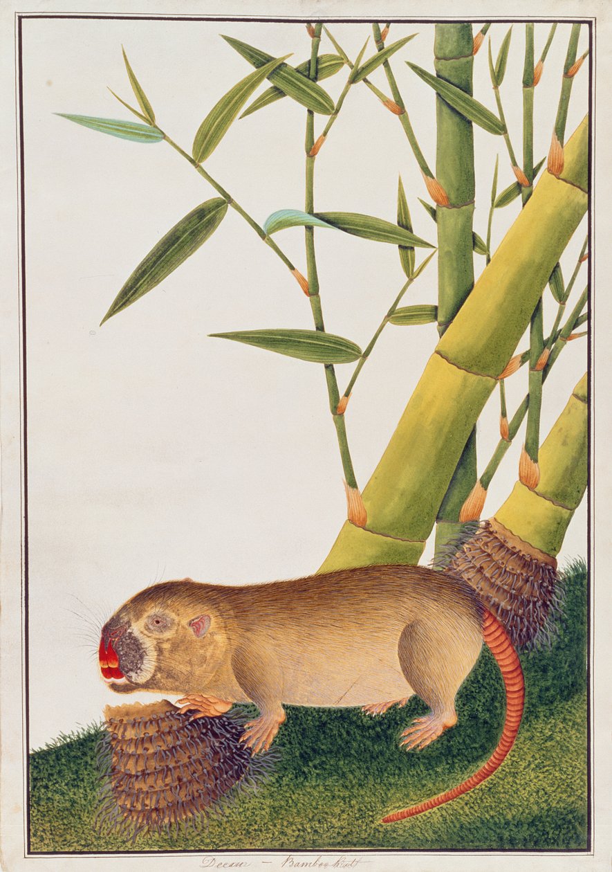 マラッカの動物、昆虫、爬虫類の絵からの竹ラット、デカン、c.1805-18（紙とトイレとガッシュ） 作： 中国語学校