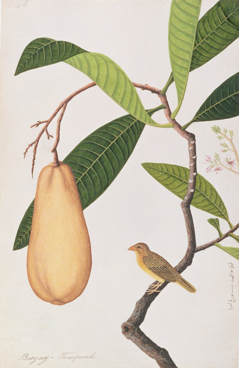 バヤ・ウィーバー、マラッカの鳥の絵から、1805-18年頃（紙にトイレ） 作： 中国語学校