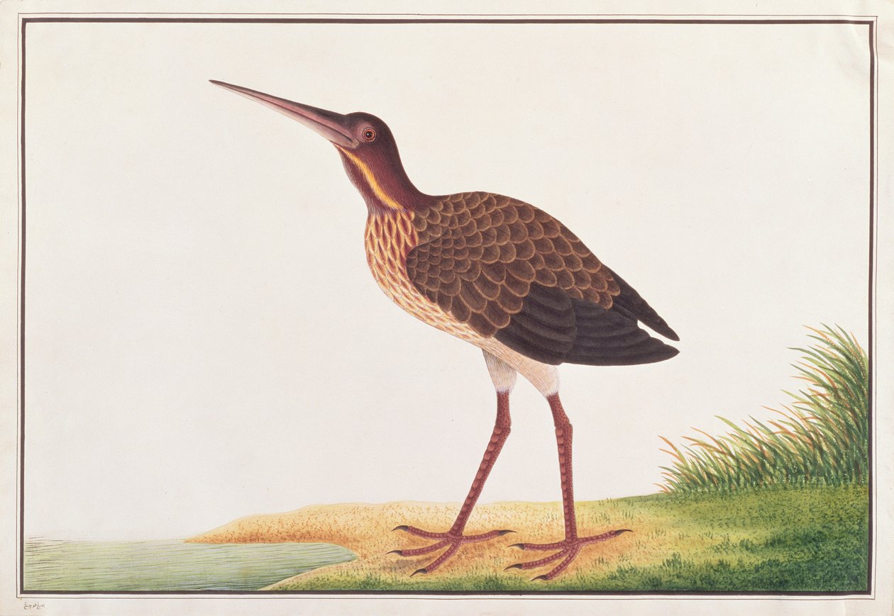 マラッカの鳥の絵からの黒にがり、1805-18年頃（紙にトイレ） 作： 中国語学校