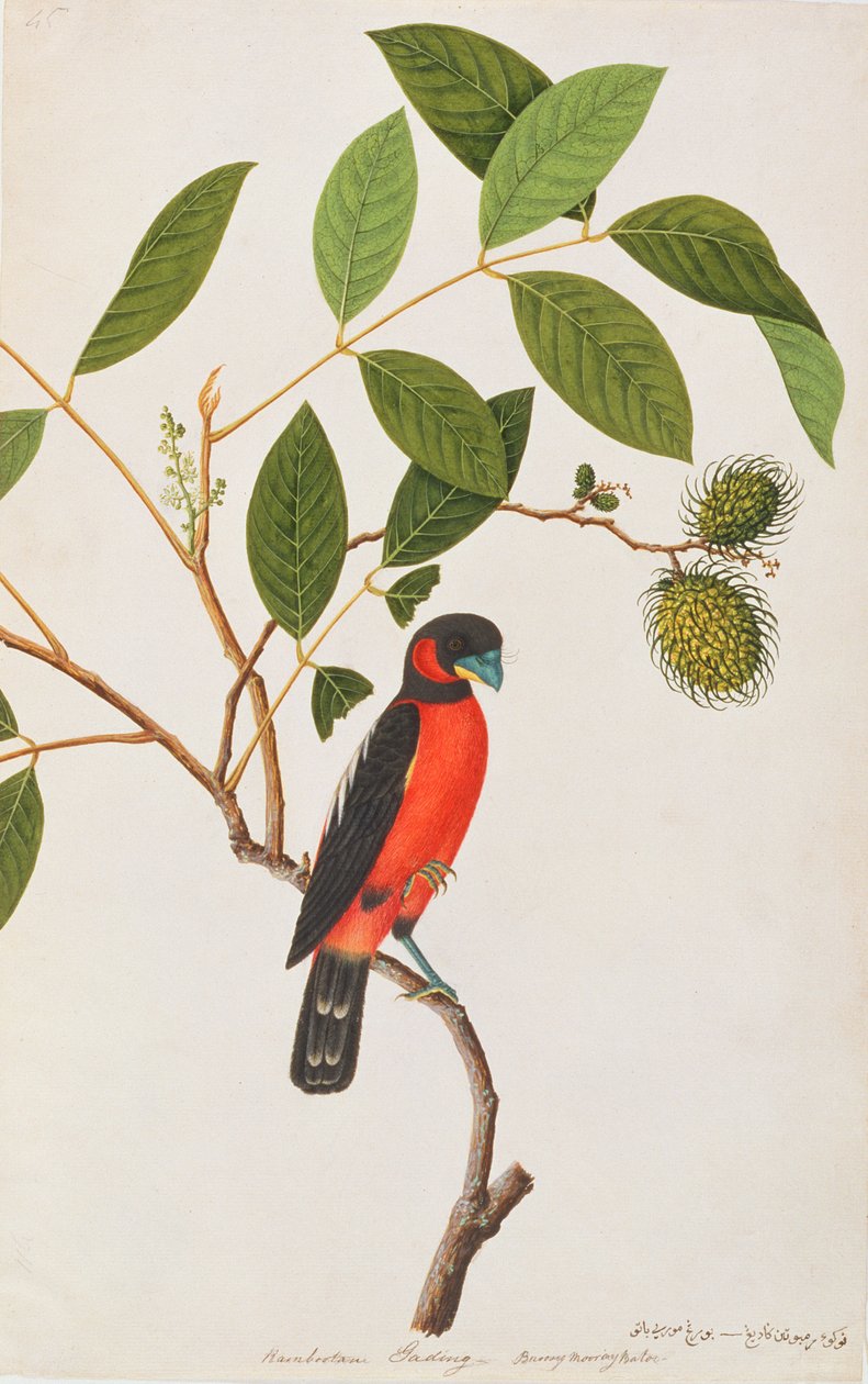 黒と赤のヒロハシ科、マラッカの鳥の絵、1805-18年頃（紙にトイレ） 作： 中国語学校