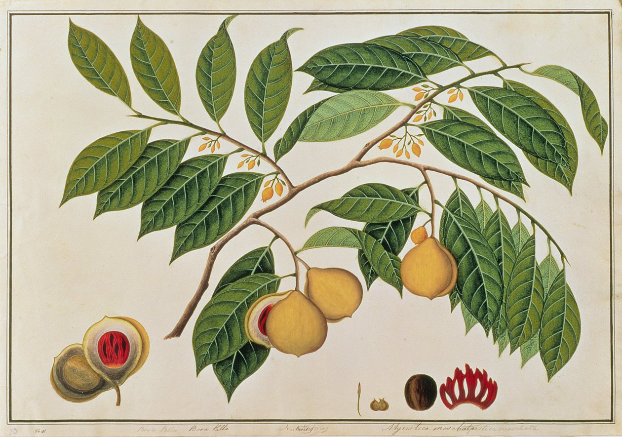 マラッカの植物の絵からのブーアパラまたはナツメグ、1805-18年頃（紙にトイレ） 作： 中国語学校