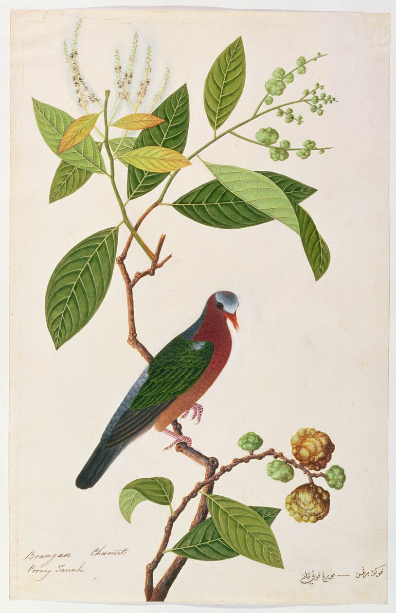 ブランガン・チェスナット、プーニー・タナ、マラッカの鳥の絵、1805-18年頃（紙にトイレ） 作： 中国語学校