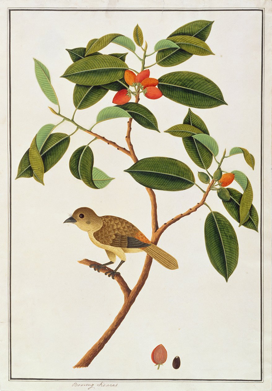 ブラウンバルベット、マラッカの鳥の絵、1805-18年頃（紙にトイレ） 作： 中国語学校