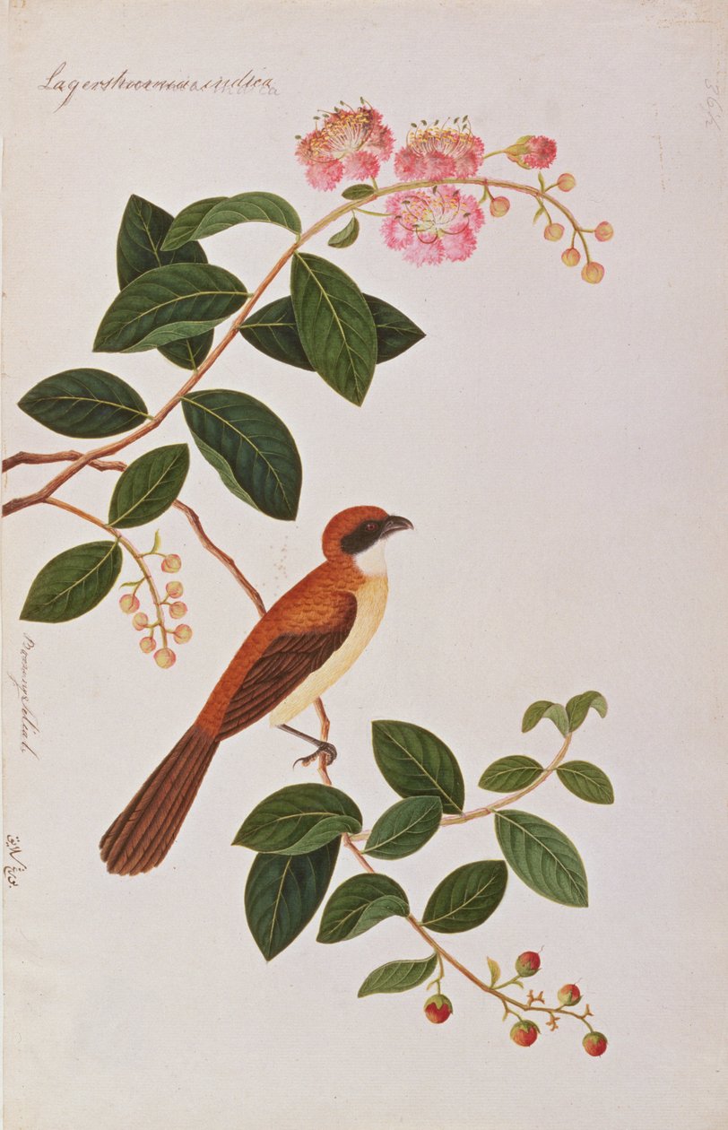 ブラウンシュライク、マラッカの鳥の絵、1805-18年頃（紙にトイレ） 作： 中国語学校