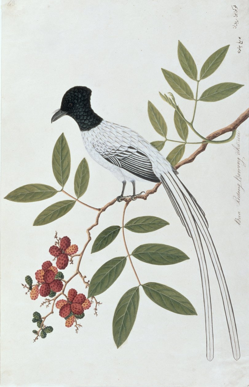 Bua Redang Boorong cha-wie、Drawings of Birds from Malacca、c.1805-18（紙のトイレ） 作： 中国語学校