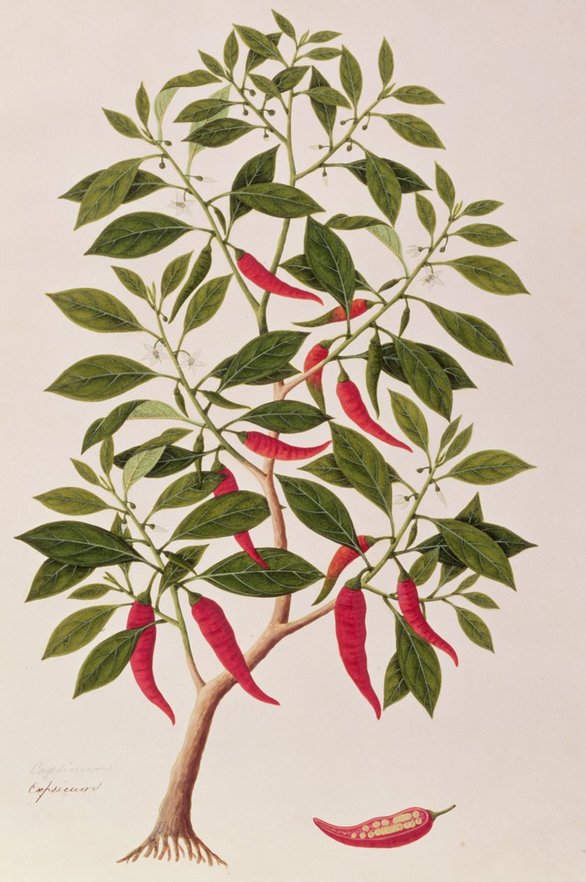 肌寒いまたはトウガラシ、マラッカからの植物の絵、c.1805-18（紙にトイレ） 作： 中国語学校