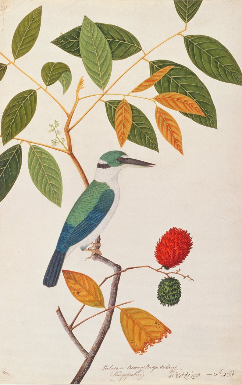 襟付きのカワセミ、マラッカの鳥の絵、c.1805-18（紙にトイレ） 作： 中国語学校