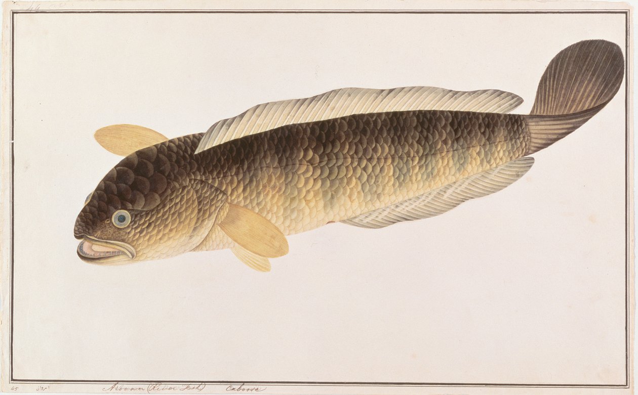 共通スネークヘッド、マラッカの魚の絵、1805-18年頃（紙にトイレ） 作： 中国語学校