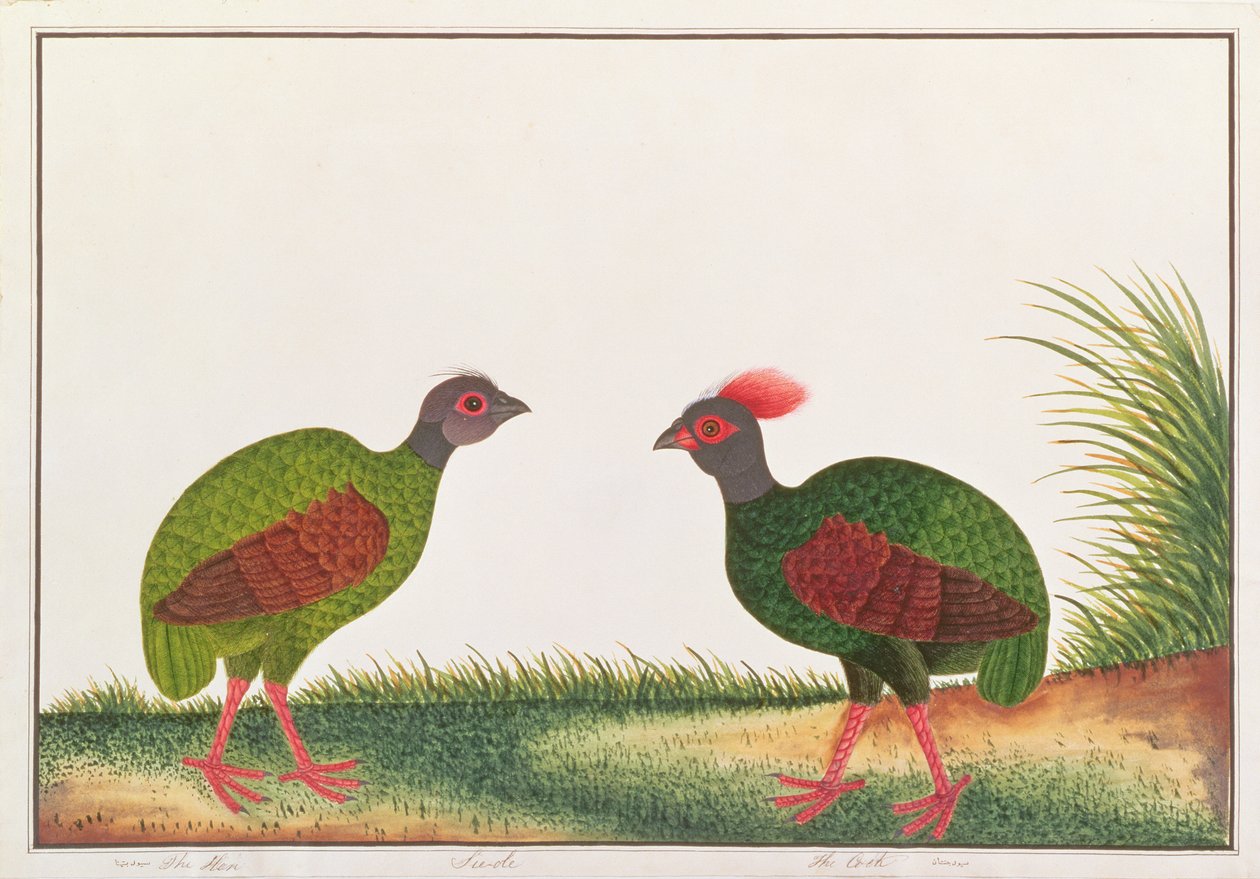 マラッカの鳥の絵、1805-18年頃のクレステッドウッドパートリッジ、雌鳥と雄鶏、紙の上 作： 中国語学校