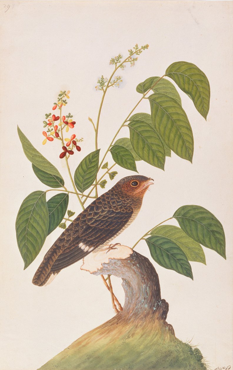 ダスキーブロードビル、マラッカの鳥の絵、1805-18年頃（紙にトイレ） 作： 中国語学校