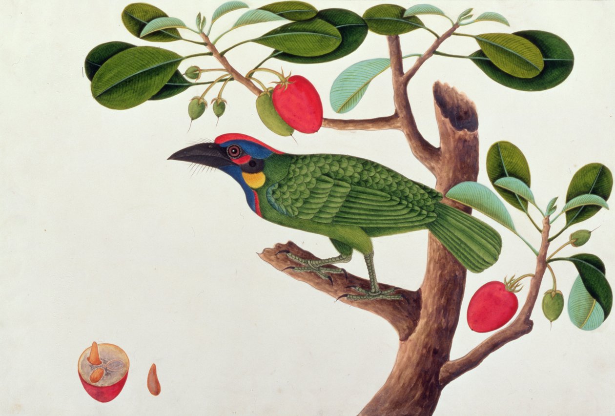 エキゾチックな鳥、マラッカの鳥の絵、1805-18年頃（紙にトイレ） 作： 中国語学校