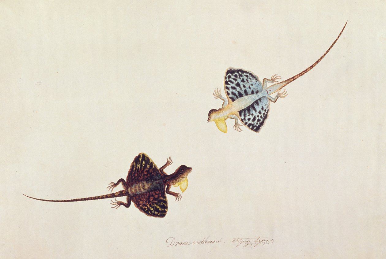 マラッカの動物、昆虫、爬虫類の絵、1805-18年頃のフライングリザード、Draco volans、Soompah Soompah、c.1805-18（紙とトイレとガッシュ） 作： 中国語学校