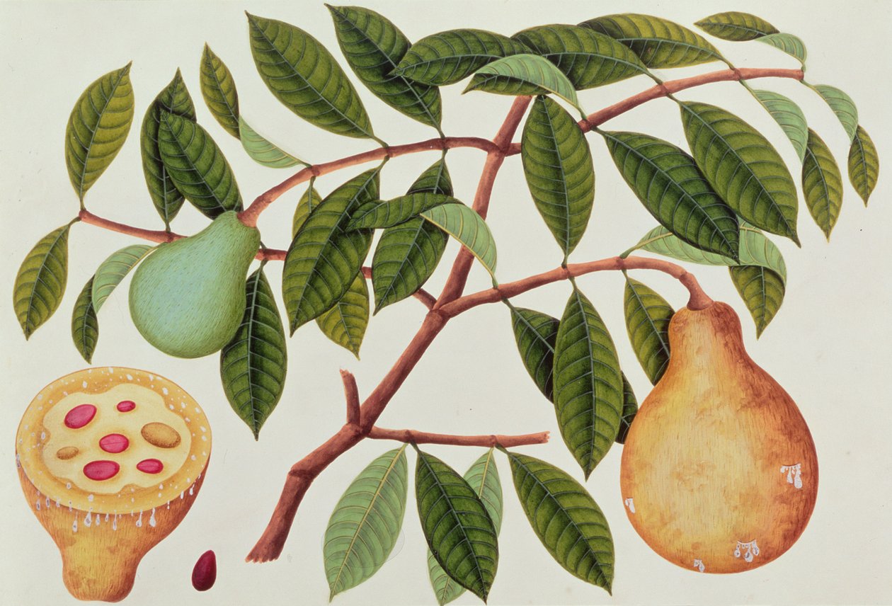 マラッカの植物の絵からの果実、1805-18年頃（紙にWC） 作： 中国語学校