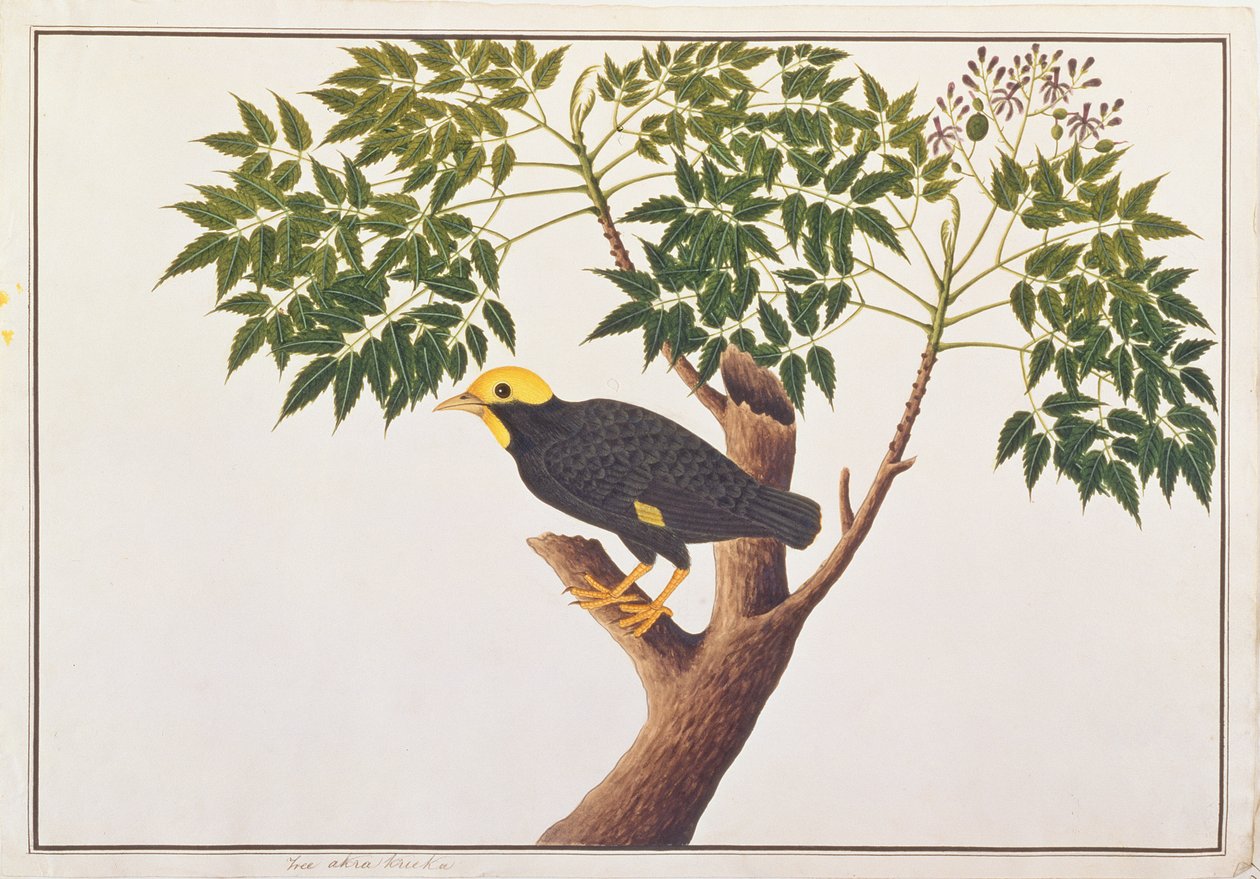 ゴールデンクレステッドマイナ、マラッカの鳥の絵、1805-18年頃（紙にトイレ） 作： 中国語学校