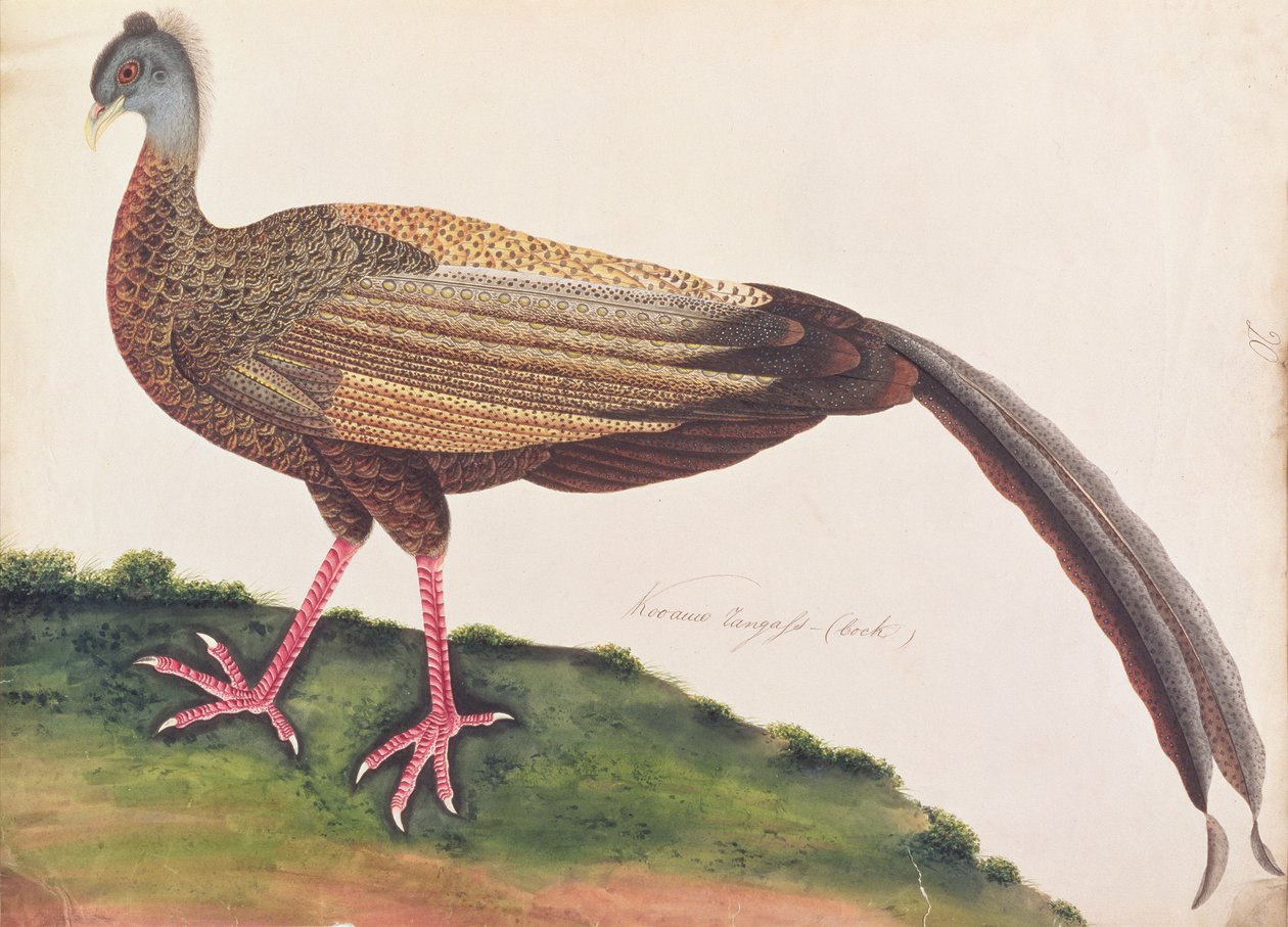 偉大なアーガス、マラッカの鳥の絵、1805-18年頃（紙にトイレ） 作： 中国語学校