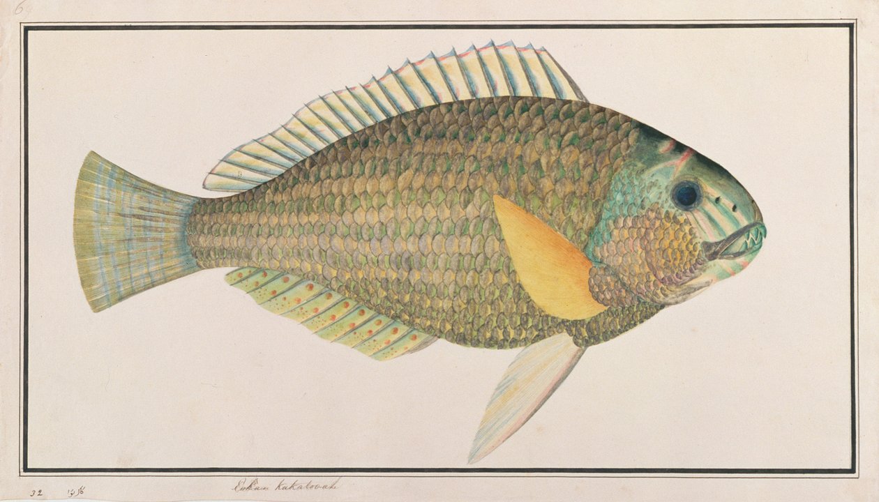 マラッカの魚の絵からのグリーンラス、c.1805-18（紙） 作： 中国語学校