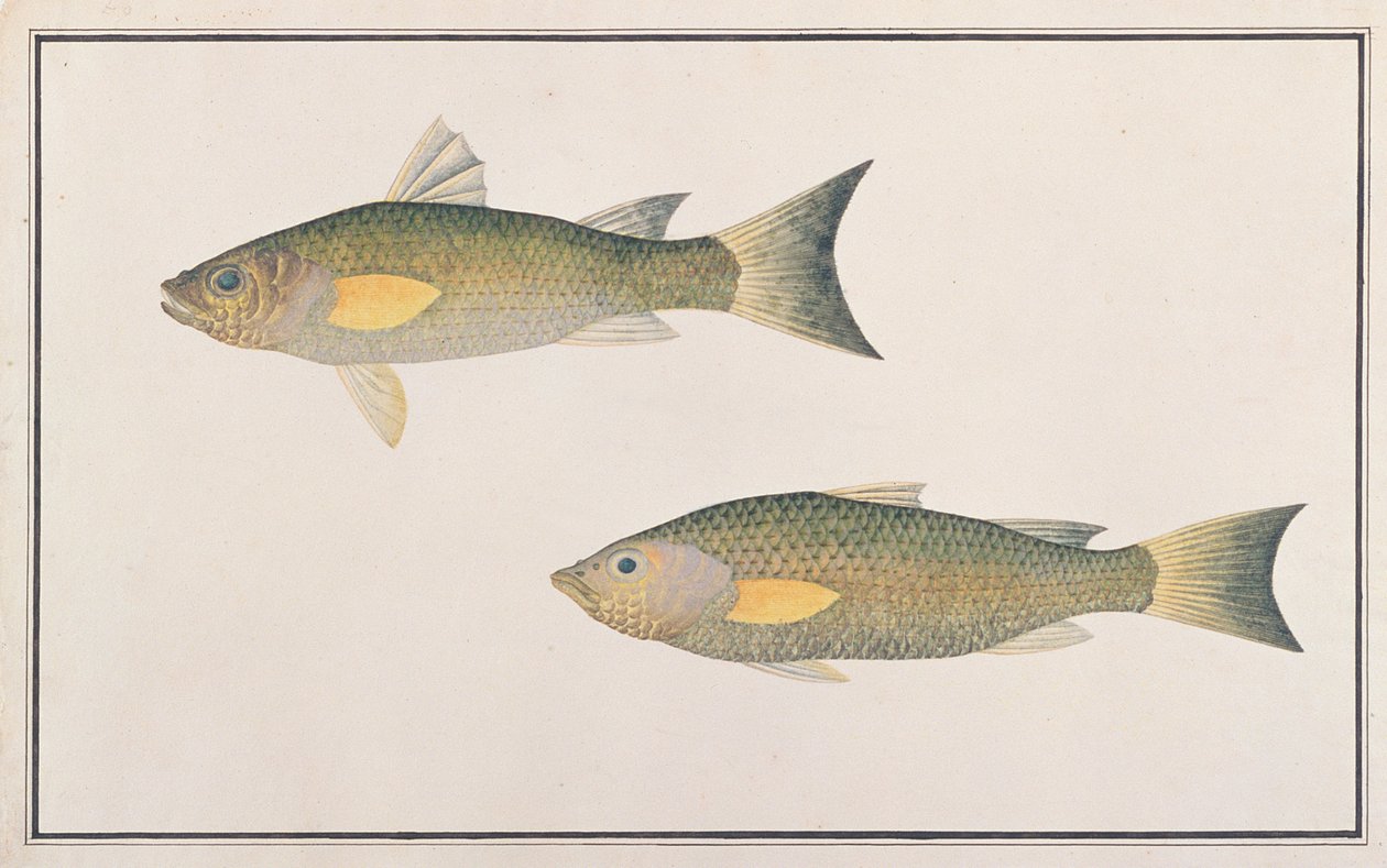 グレイ・ボラ、マラッカの魚の絵、1805-18年頃（紙にトイレ） 作： 中国語学校