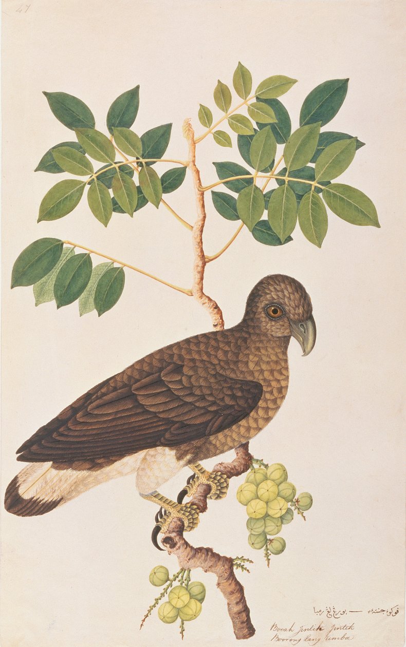 灰色の頭の魚のワシ、マラッカの鳥の絵、1805-18年頃（紙にトイレ） 作： 中国語学校