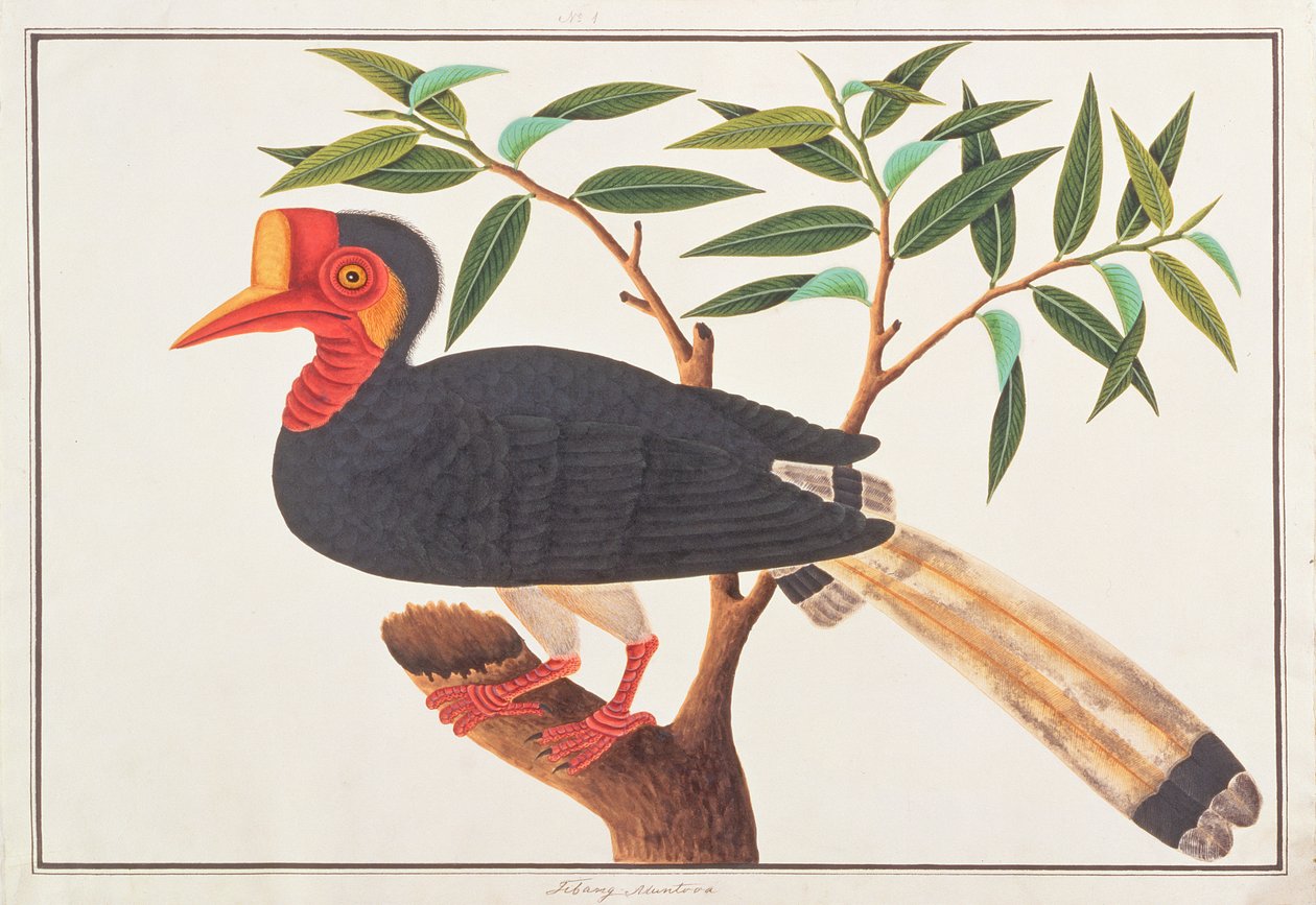 ヘルメットをかぶったサイチョウ、マラッカの鳥の絵、1805-18年頃（紙にトイレ） 作： 中国語学校