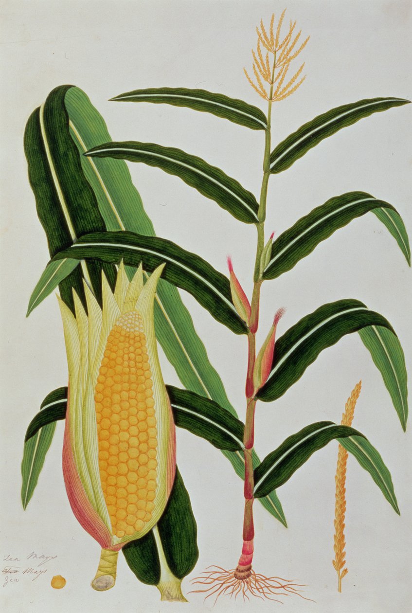 ジャゴンまたはインディアンコーン、マラッカの植物の絵、c.1805-18（紙にトイレ） 作： 中国語学校