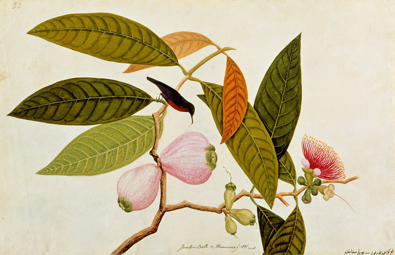 マラッカの鳥の絵からのジャンボ、ボル、ハミングバード、1805-18年頃（紙にトイレ） 作： 中国語学校