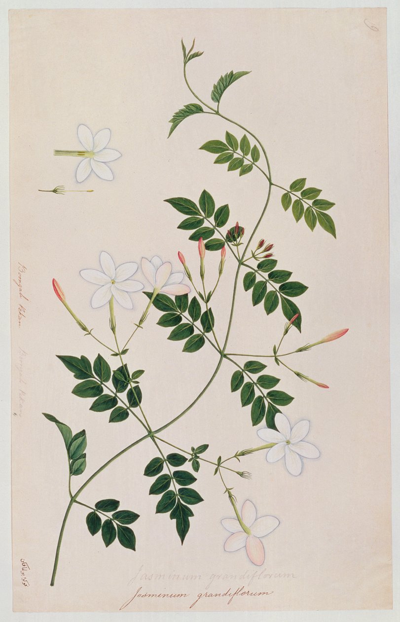 Jasminium grandiflorum、マラッカの植物の絵、c.1805-18（紙にトイレ） 作： 中国語学校