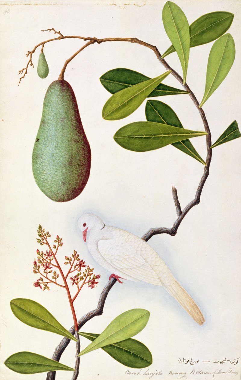 Java DoveまたはBoorah Poutaran、Drawing of Birds from Malacca、c.1805-18（紙、トイレ） 作： 中国語学校