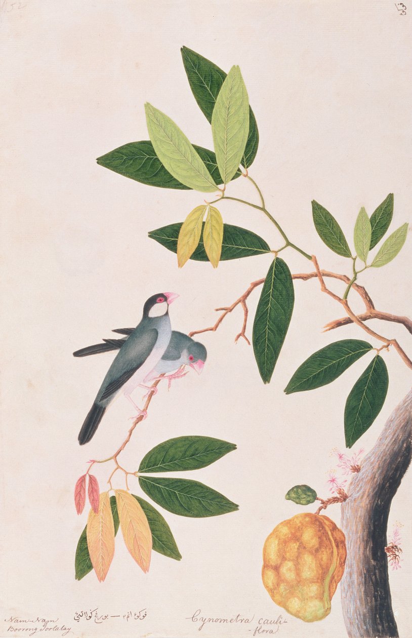 ジャワのすずめ、マラッカの鳥の絵、1805-18年頃（紙にwc） 作： 中国語学校
