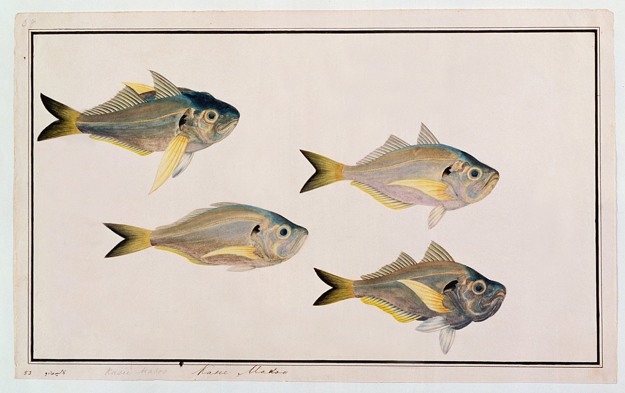 Kasee Madoo、マラッカの魚の絵、c.1805-18（紙） 作： 中国語学校