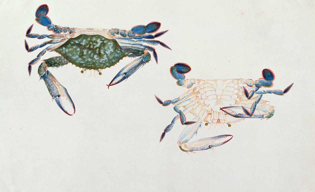 ケッタ・リニョン、マラッカの動物、昆虫、爬虫類の絵、1805-18年頃（紙とトイレ、ガッシュ） 作： 中国語学校